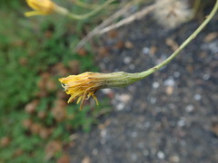 Scorzoneroides autumnalis