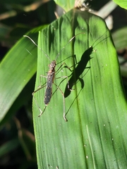 Marcius longirostris