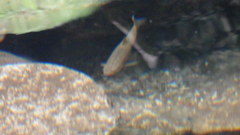 Rhynchocypris oxycephalus