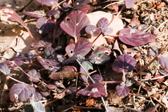 Angiospermae