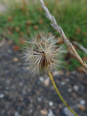 Scorzoneroides autumnalis