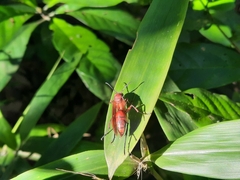 Polistes strigosus