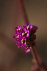 Angiospermae