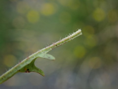 Scorzoneroides autumnalis