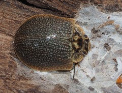 Paropsis dilatata
