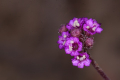 Angiospermae