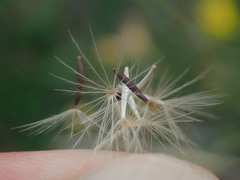 Scorzoneroides autumnalis
