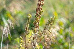 Delphinium retropilosum