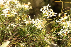Ricinocarpos pinifolius