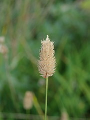 Phleum bertolonii