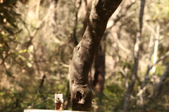 Ricinocarpos pinifolius
