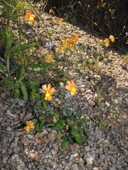 Nemesia williamsonii