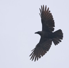 Corvus splendens
