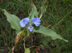 Commelina eckloniana