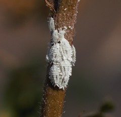 Phenacoccus solenopsis