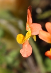 Nemesia pageae