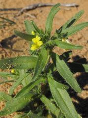 Nemesia arenifera