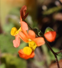 Nemesia pageae