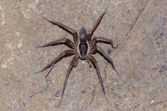 Dolomedes instabilis