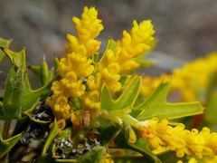 Synaphea spinulosa