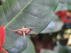 Endotricha repandalis