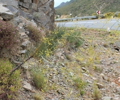 Anginon swellendamense