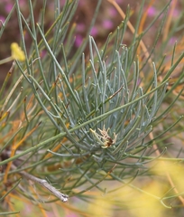 Anginon swellendamense