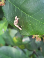 Endotricha repandalis