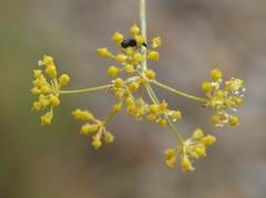 Anginon swellendamense