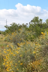 Calobota cytisoides