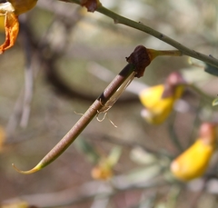 Calobota cytisoides