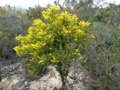Synaphea spinulosa