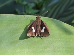 Notocrypta curvifascia