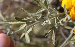Calobota cytisoides