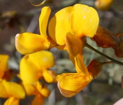 Calobota cytisoides