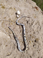 Lampropeltis mexicana
