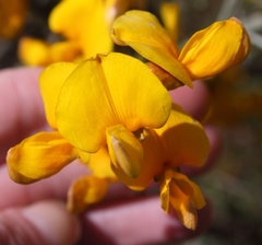 Calobota cytisoides