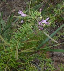 Cleome rubella