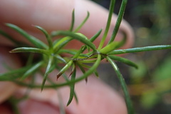 Carpacoce spermacocea
