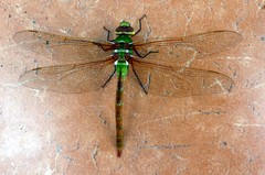 Anax speratus
