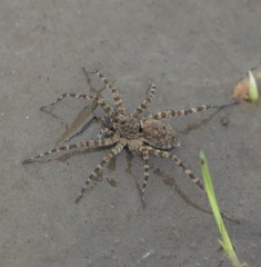 Pardosa sumatrana