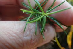 Carpacoce spermacocea