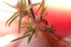 Carpacoce spermacocea