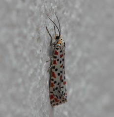 Utetheisa lotrix lotrix