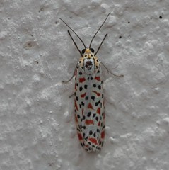Utetheisa lotrix lotrix