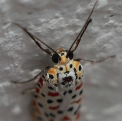 Utetheisa lotrix lotrix