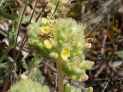 Teucrium rouyanum