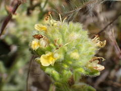 Teucrium rouyanum