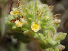Teucrium rouyanum
