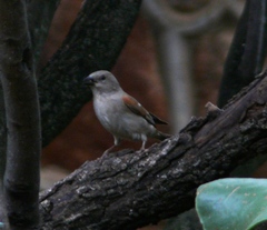 Passer diffusus stygiceps